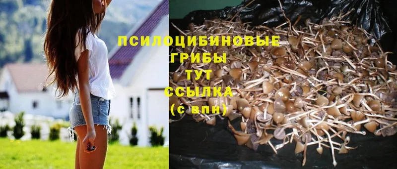 Псилоцибиновые грибы Psilocybe  Беломорск 